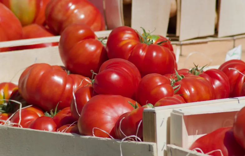 Prairie Fare: Tomatoes have a twisted history